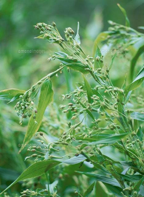 ハトムギ ジュズダマ の写真素材 イラスト素材 アマナイメージズ