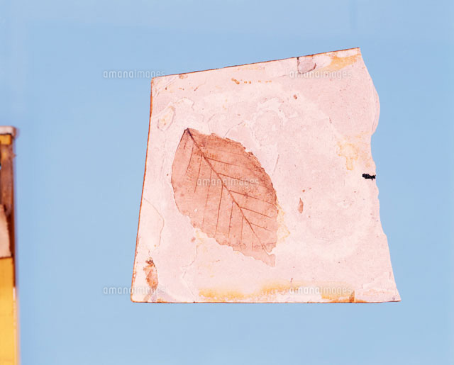 イヌブナの葉の化石 新世代[25761002865]の写真・イラスト素材｜アマナ
