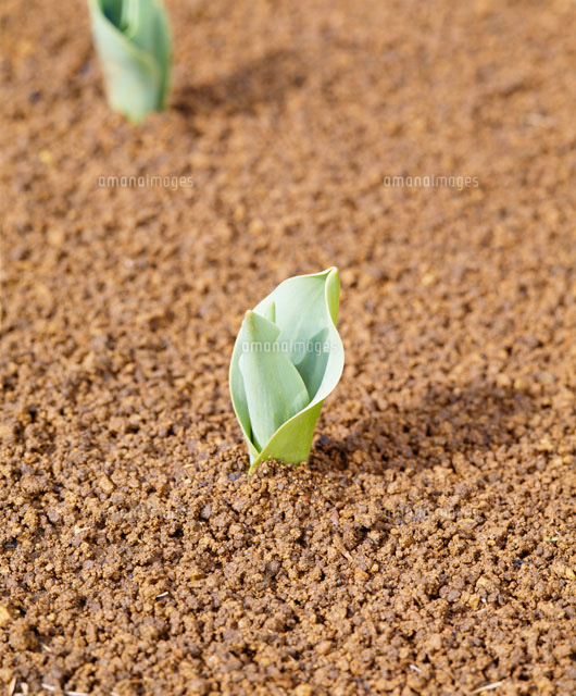 チューリップの芽 の写真素材 イラスト素材 アマナイメージズ