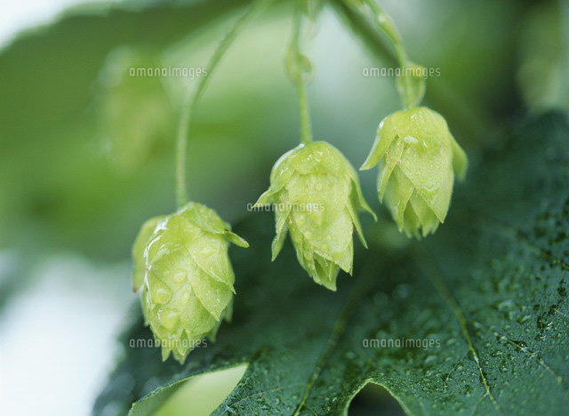 ホップの実 の写真素材 イラスト素材 アマナイメージズ ホップの実 の写真素材 イラスト素材 アマナイメージズ