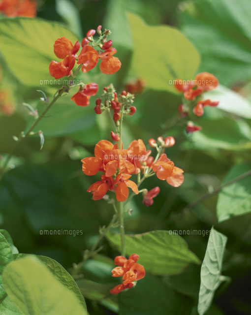 赤花豆の花 の写真素材 イラスト素材 アマナイメージズ