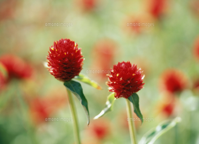 ストロベリーフィールド の写真素材 イラスト素材 アマナイメージズ