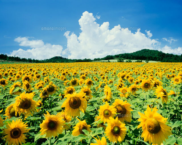 ひまわりと夏の雲 の写真素材 イラスト素材 アマナイメージズ
