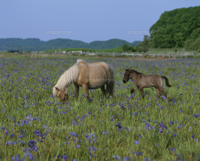 親子馬と小清水原生花園 ヒオウギアヤメ の写真素材 イラスト素材 アマナイメージズ