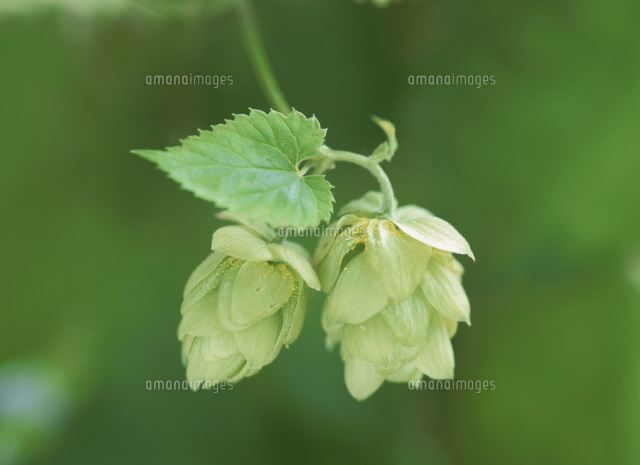 ホップの実 の写真素材 イラスト素材 アマナイメージズ