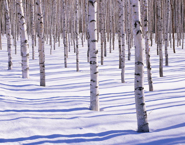 冬の白樺と影 の写真素材 イラスト素材 アマナイメージズ