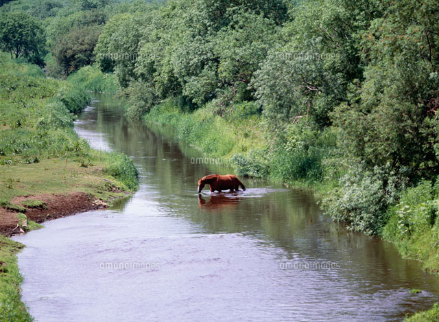 藻琴川と馬の放牧 の写真素材 イラスト素材 アマナイメージズ
