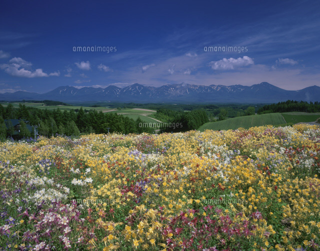 オダマキの花咲く四季彩の丘と十勝岳連峰[25802011030]の写真