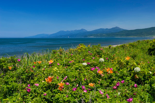 以久科原生花園の花畑と知床連山遠望 の写真素材 イラスト素材 アマナイメージズ