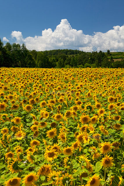 ひまわり畑と夏の雲 の写真素材 イラスト素材 アマナイメージズ