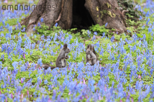 エゾリスと春の花畑[25802015816]の写真・イラスト素材｜アマナイメージズ