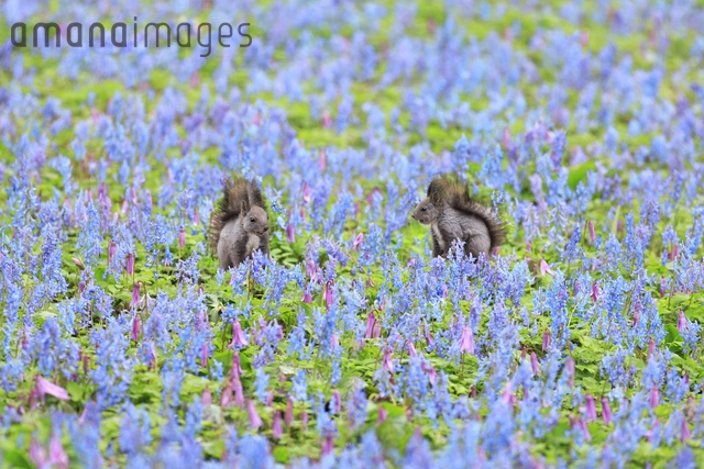 エゾリスと春の花畑[25802015816]の写真・イラスト素材｜アマナイメージズ