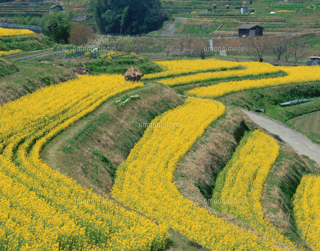 稲渕の里の棚田と菜の花 明日香村 奈良県 の写真素材 イラスト素材 アマナイメージズ