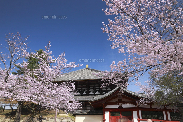桜咲く東大寺二月堂[25805015638]の写真・イラスト素材｜アマナイメージズ