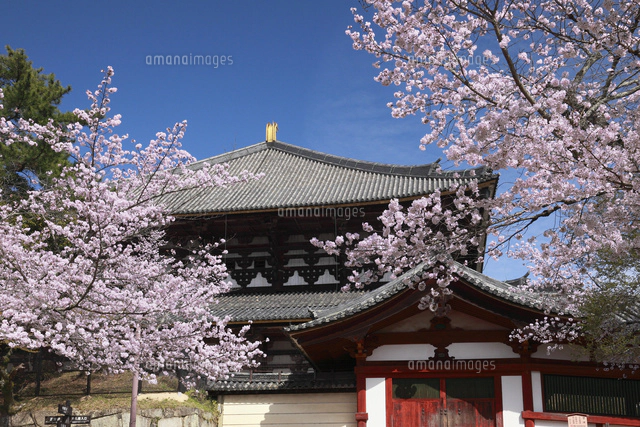 桜咲く東大寺二月堂[25805015638]の写真・イラスト素材｜アマナイメージズ