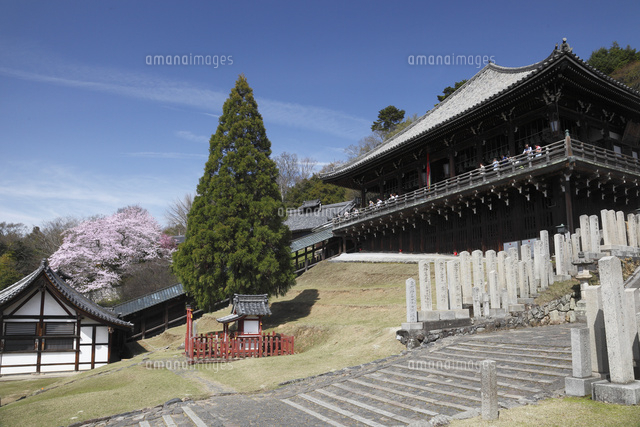 桜咲く東大寺二月堂[25805015638]の写真・イラスト素材｜アマナイメージズ