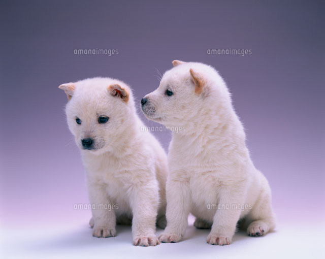 イヌ　　オマケ付き 2匹の珍島犬 ジンドケ[25811000871]の写真・イラスト素材｜アマナ