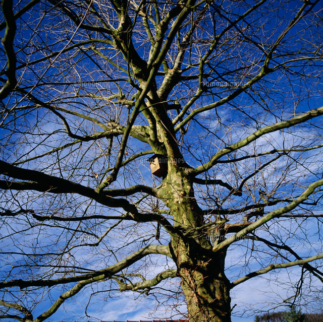 枯木と巣箱 の写真素材 イラスト素材 アマナイメージズ