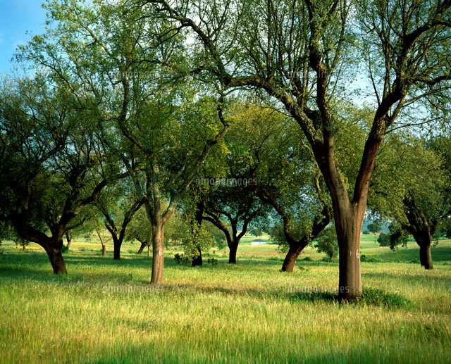 【現品】コルクの木　コルクガシ　樫の木　Quercus subur　8号　Ⅱ 現品】コルクの木 コルクガシ 樫の木 Quercus subur 8号 Ⅱ コルク