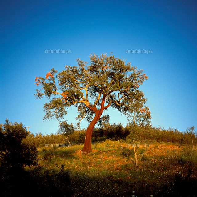 【現品】コルクの木　コルクガシ　樫の木　Quercus subur　8号　Ⅱ 現品】コルクの木コルクガシ樫の木Quercus subur8号Ⅱ