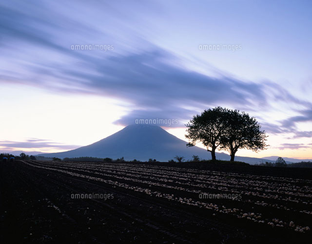 ジャガイモ畑と羊蹄山朝景10月 の写真素材 イラスト素材 アマナイメージズ