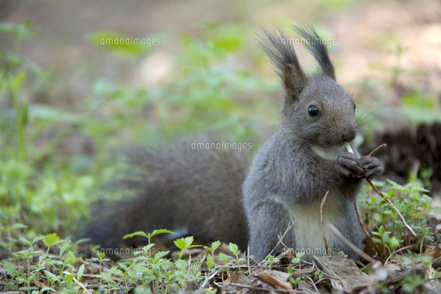 エゾリスの子供 の写真素材 イラスト素材 アマナイメージズ