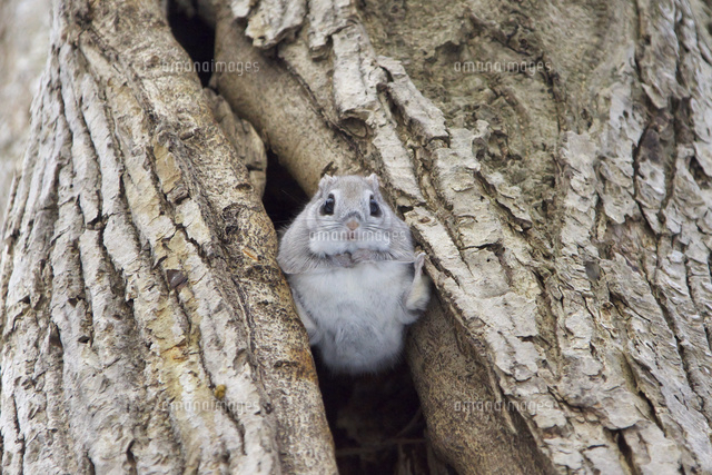 エゾモモンガ 木の穴 の写真素材 イラスト素材 アマナイメージズ