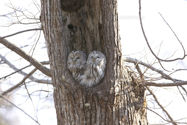 巣穴の中のエゾフクロウ 2羽[25851007626]の写真・イラスト素材