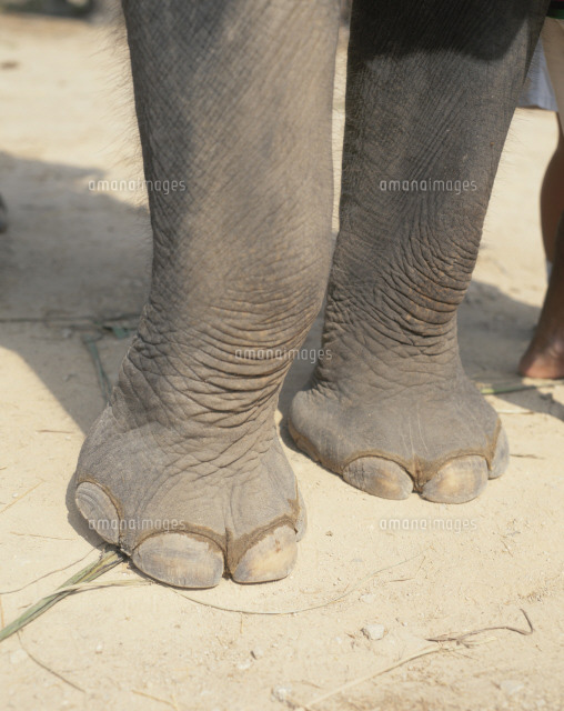 象の足 の写真素材 イラスト素材 アマナイメージズ