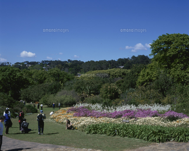 カーステンボッシュ国立植物園 テーブルマウンテン の写真素材 イラスト素材 アマナイメージズ