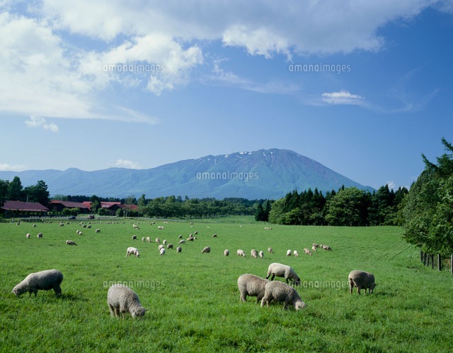 小岩井牧場のヒツジと岩手山[25958009401]の写真・イラスト素材 