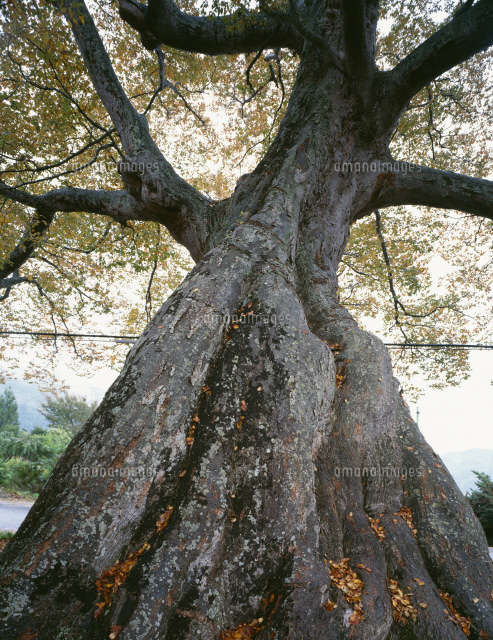中山の欅 樹齢約1000年 の写真素材 イラスト素材 アマナイメージズ