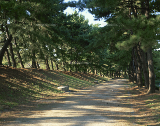 長崎街道黒崎宿 曲里の松並木 の写真素材 イラスト素材 アマナイメージズ