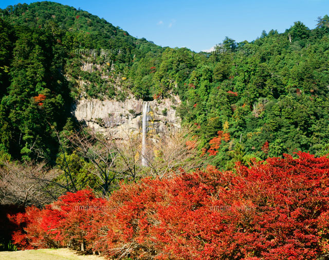 ドウダンツツジの紅葉と那智の滝[25990006819]の写真・イラスト素材