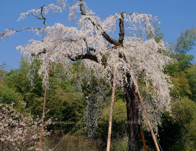 根来寺しだれ桜 の写真素材 イラスト素材 アマナイメージズ 根来寺しだれ桜 の写真素材 イラスト素材 アマナイメージズ