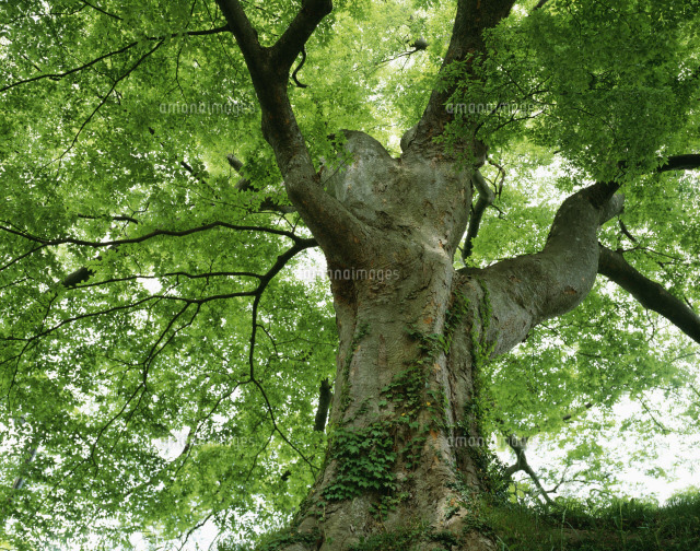 ケヤキ巨木 の写真素材 イラスト素材 アマナイメージズ ケヤキ巨木 の写真素材 イラスト素材 アマナイメージズ