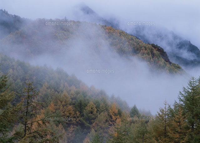 山霧漂う紅葉の金峰山山麓 の写真素材 イラスト素材 アマナイメージズ