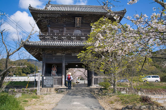 桜と第8番札所 熊谷寺山門 四国八十八箇所[25990016059]の写真