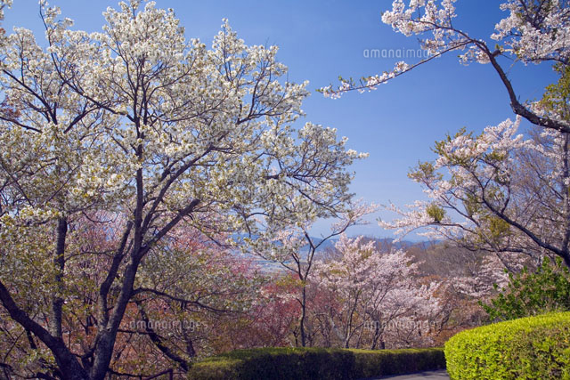眉山の桜 の写真素材 イラスト素材 アマナイメージズ