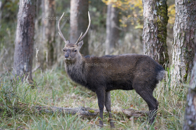雄鹿 えびの高原 の写真素材 イラスト素材 アマナイメージズ