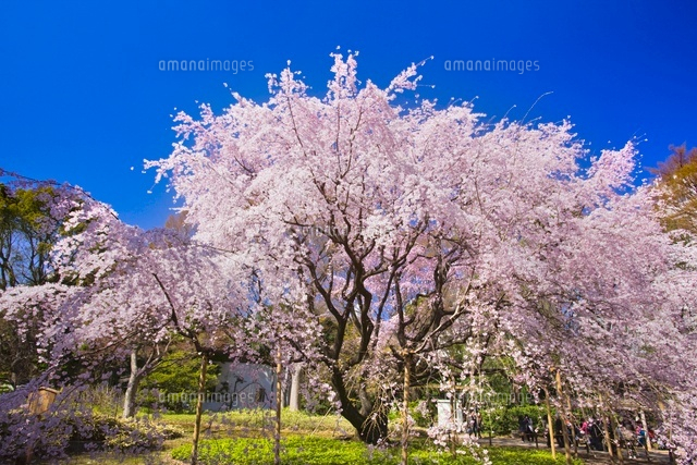 六義園のしだれ桜[25991002033]の写真・イラスト素材｜アマナイメージズ