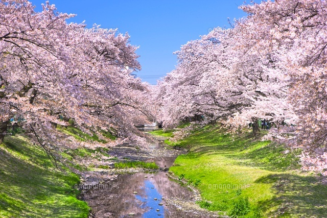 根川緑道の桜[25991002041]の写真・イラスト素材｜アマナイメージズ