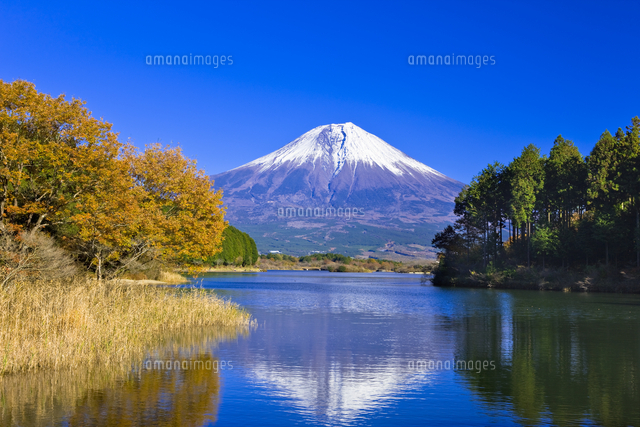 富士山絵画 油絵 油彩 風景画 紅葉田貫湖からの富士山 F6 W106G 7月