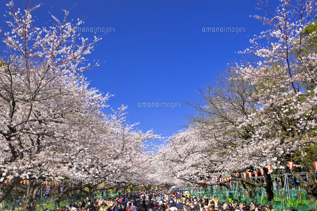 上野公園の桜[25991003087]の写真・イラスト素材｜アマナイメージズ