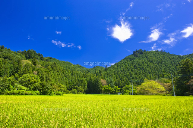 上恩方の田園風景[25991003416]の写真・イラスト素材｜アマナイメージズ