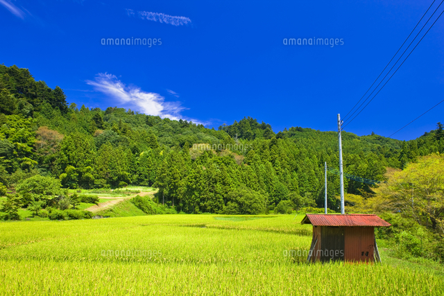 上恩方の田園風景[25991003419]の写真・イラスト素材｜アマナイメージズ