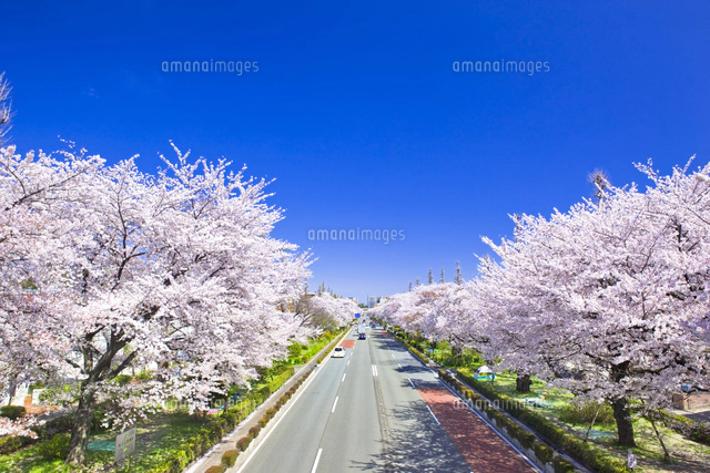 国立市の大学通りの桜並木[25991003455]の写真・イラスト素材｜アマナ