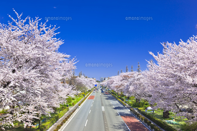 国立市の大学通りの桜並木[25991003455]の写真・イラスト素材｜アマナ