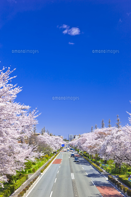 国立市の大学通りの桜並木[25991003456]の写真・イラスト素材｜アマナ