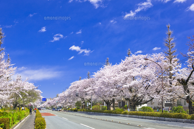国立市の大学通りの桜並木[25991003458]の写真・イラスト素材｜アマナ